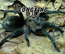 Chilean Green Velvet Pet Spider Foot Exhibition 5-12cm Subadult male and female