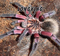 Xenesthis immanis Columbia Laser Foot Show 4-12 cm Large ground-dwelling pet Bird Catcher