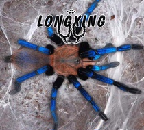 Selenocosmia biru Borneo Sapphire Domestic Exclusive First Foot Show 2-5cm Pet