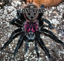 Amazon blue and purple laser South America large ground foot exhibition 9-10cm giant violet back armor does not fade