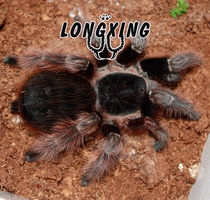 Brazilian red-haired Bird Spider foot show 8-9cm pet