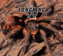 Hapalopus Amber 2cm God rare new variety medium-sized docile pet spider live