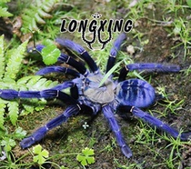 Cyriopagopus sp Sumatran Tiger Sumatra pet spider foot exhibition 9