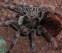 Megaphobema velvetosoma Ecuador Brown Velvet Foot Show 10cm Large Pet Spider