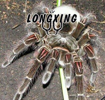 Amazon Giant Bird-eating Spider TB long-haired species Foot exhibition 11-18 cm Female adult up to 28 pet spiders