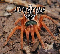 French Guiana flame leg foot show 6cm female large larva docile pet spider live