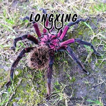 Columbia Dream White Laser Foot Exhibition 7cm male and female high-end breed pets