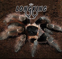 Natal brown bird spider foot exhibition 8-9cm AC genus White 7 head belongs to the same collection level