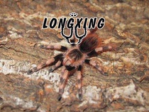 Brazilian black and white foot foot show 11-15 cm large larval pet