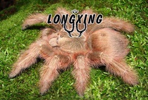 Brazilian giant golden retriever bird spider foot exhibition 13-14cm large land habitat