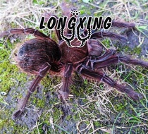 Venezuelan giant pink foot TA foot exhibition 6-16cm adult up to 33CM high-end varieties