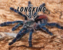 Amazon sapphire powder toe cobalt powder-toed foot exhibition 2-2 5cm docile pet spiders in vivo