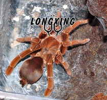 Emperor Babu bird-catching tarantula foot exhibition 5-13 cm Pet spider live ferocious domineering