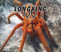 Philippine Orange Foot Exhibition 10-13cm is much larger than Orange Babu