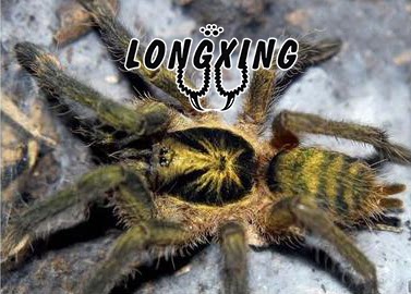 Trinidad Olive Gold Foot Scan 4-8 cm Small Gentle Colour Charm