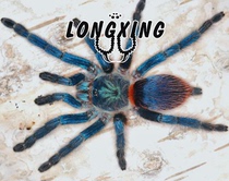 Brazilian Blue Velvet Foot Show 1cm Brighter Collection Pet Spider than Red Green Orange