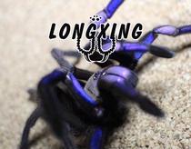 Thailand Electro-Light Blue Foot Exhibition 2-6cm is more rare than metal Blue high-end varieties