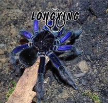 Bolivian steel blue foot exhibition 4-20 cm PAM is a high-end variety adult up to 25 cm