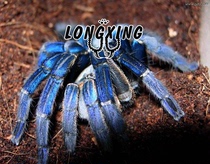 Thailand Metal blue foot exhibition 3-14 Blue classic cave