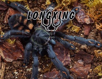 Venezuelan Sun Tiger Sun Tiger 6-14 cm