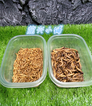 Transportation risks are not included Pet spider Food Feed Bread worm Barley worm Wheat bran