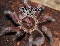 Haitian Coffee Bird-eating Spider Foot Exhibition 11-12 cm Large bird-catching tarantula