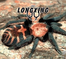 Costa Rica tiger tail foot exhibition 1-9cm mother abdomen with love pattern