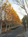 FULUOLA芙洛拉花泥批发