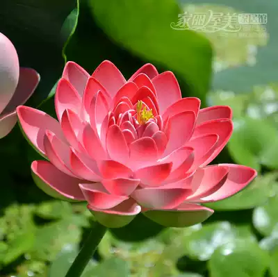 With Rod high simulation Lotus Lotus Long Branch Dance props pool decoration living room floor flower