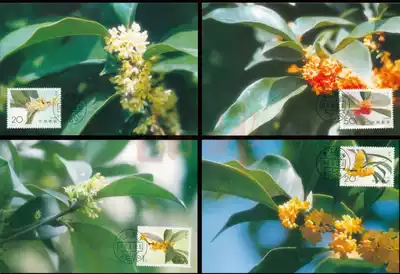 [Over 200] Philatelic Head Office limit sheet Osmanthus limit sheet 4 full