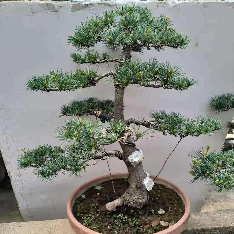 five-pin pine japan Latest Best Selling Praise Recommendation