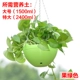 Фрукты зеленый [горшок+net+plugs+cheape]