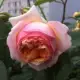 Чарльз Найрус