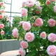 Розовый песчаный дракон Gem Rose