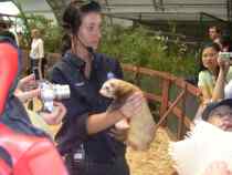 (Rabbit Lin) Massier ferret pet Marten newbie feeding package feeding products worry-free and labor-saving