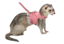 (Rabbit Forest)Marcelle Ferret Pet mink Mink suitable princess dress traction rope Out rope Slip mink rope