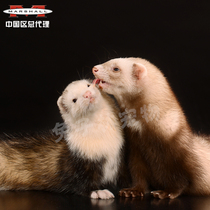 American Marcelle pet mink ferret Live ferret baby (video selection mink)Rare panda color