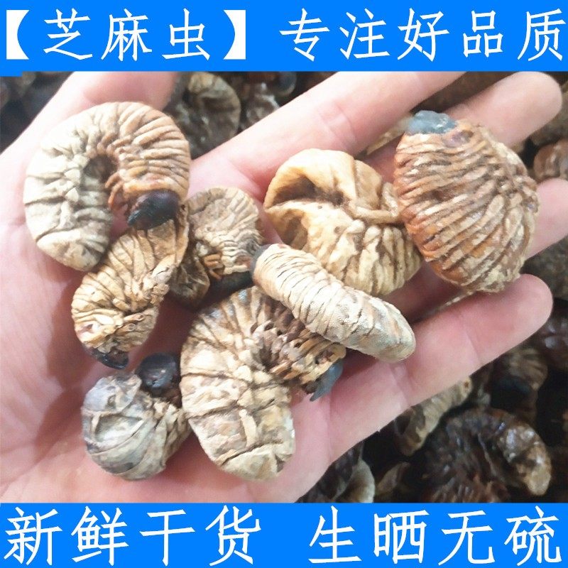 Chinese herbal medicines, dried bean worm, sesame worm, bean hawkmoth, bean dan 500g, fresh and dry, no sulfur