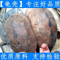 Tortoise beetle Chinese herbal medicine tortoise shell turtle upper chia 500 gr RMB85  farmyard raw material raw sun-free tortoise plate upper shell