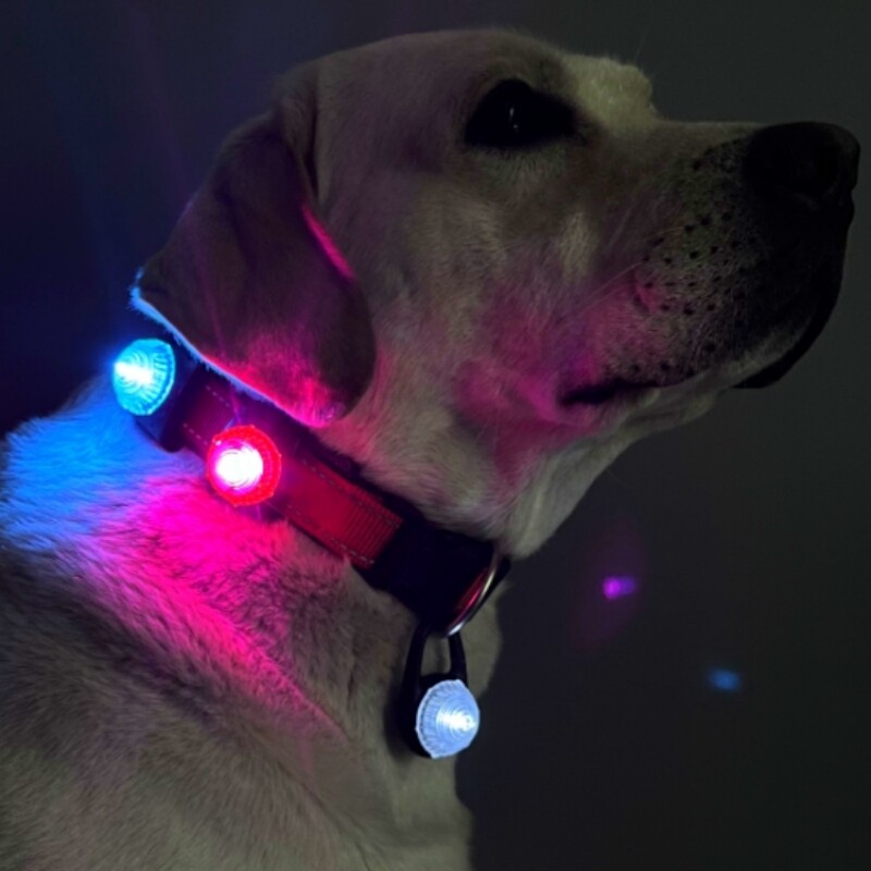 Costin Pet Luminescent Petty Light LED NOT WASHING LIGHT NOW LED SAFE NIGHT DOOD LIGHT