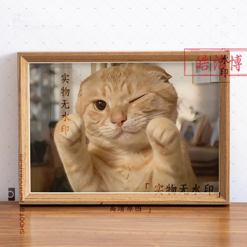 Elderly Cat Hakimi High-Definition Photo Restoration, Cute and Healing Collectible, Home Desktop Photo Frame Display Elderly Cat Hakimi High-Definition Photo Restoration, Cute and Healing Collectible, Home Desktop Photo Frame Display