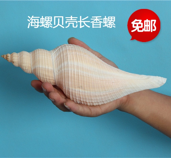 Natural large conch shell long snails large snails collection gift device horn ornaments starfish coral