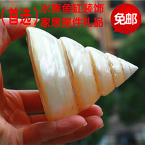 Natural conch shell Coral luminous snail Horseshoe snail Fluorescent tower snail Collection gift home decoration