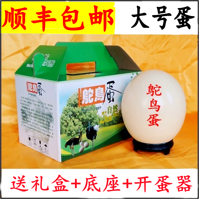 SF Fresh Ostrich Egg Super Large Eat Small Humpback Seedle Cub Dewarm Chick African Small Ostri Egg