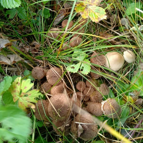 Harl Mushroom Новые товары чистые северо -восточные дикие грибы Daxinganling Хейзел Гриб 500G Натуральные лучи шиитаке грибы бесплатная доставка