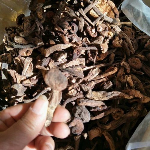 Harl Mushroom Новые товары чистые северо -восточные дикие грибы Daxinganling Хейзел Гриб 500G Натуральные лучи шиитаке грибы бесплатная доставка