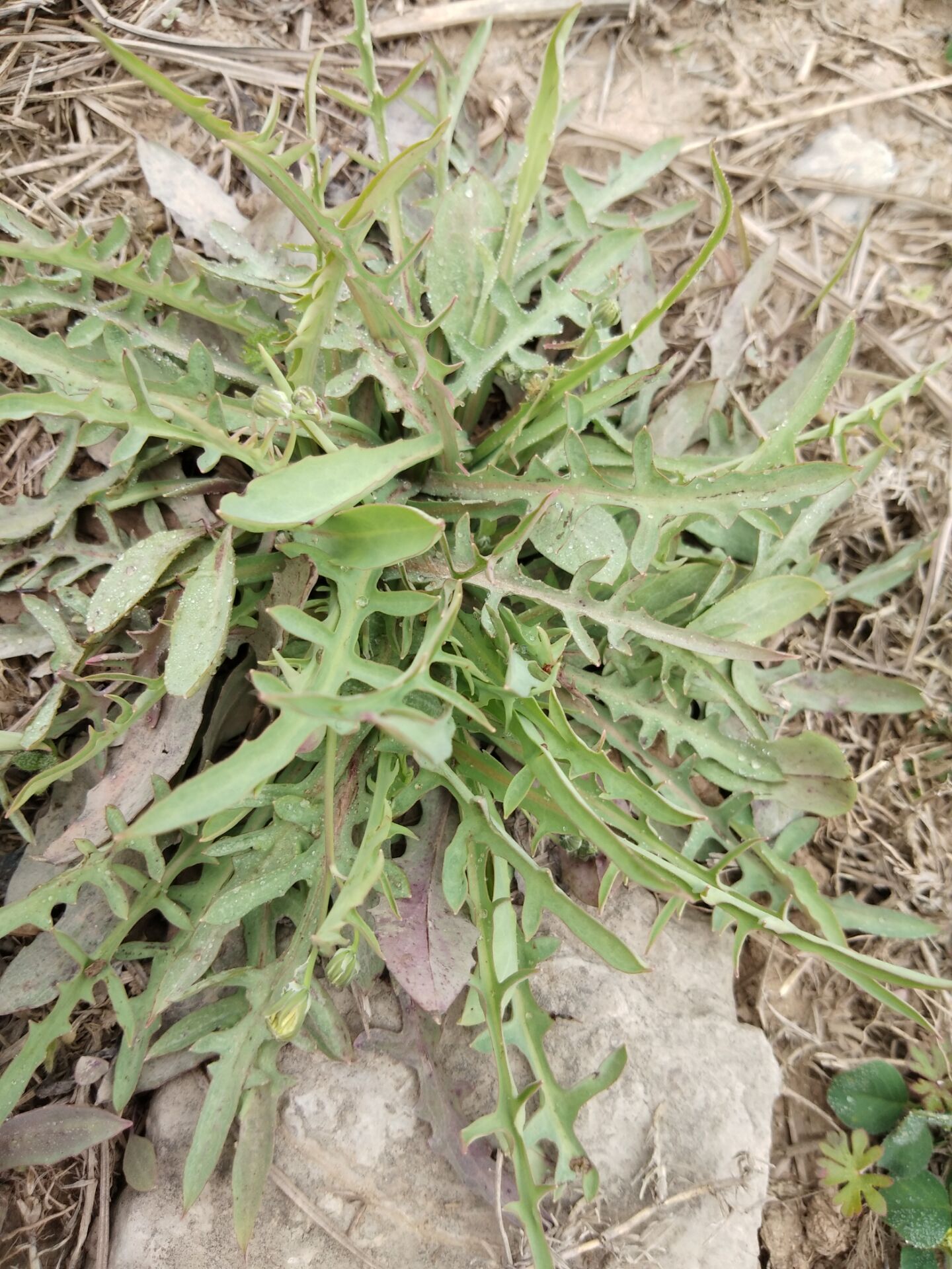 Bitter vegetable wild fresh mountain bitter bitter hemp seed vegetable bitter dish vegetable big root Patten grass small lettuce 500g