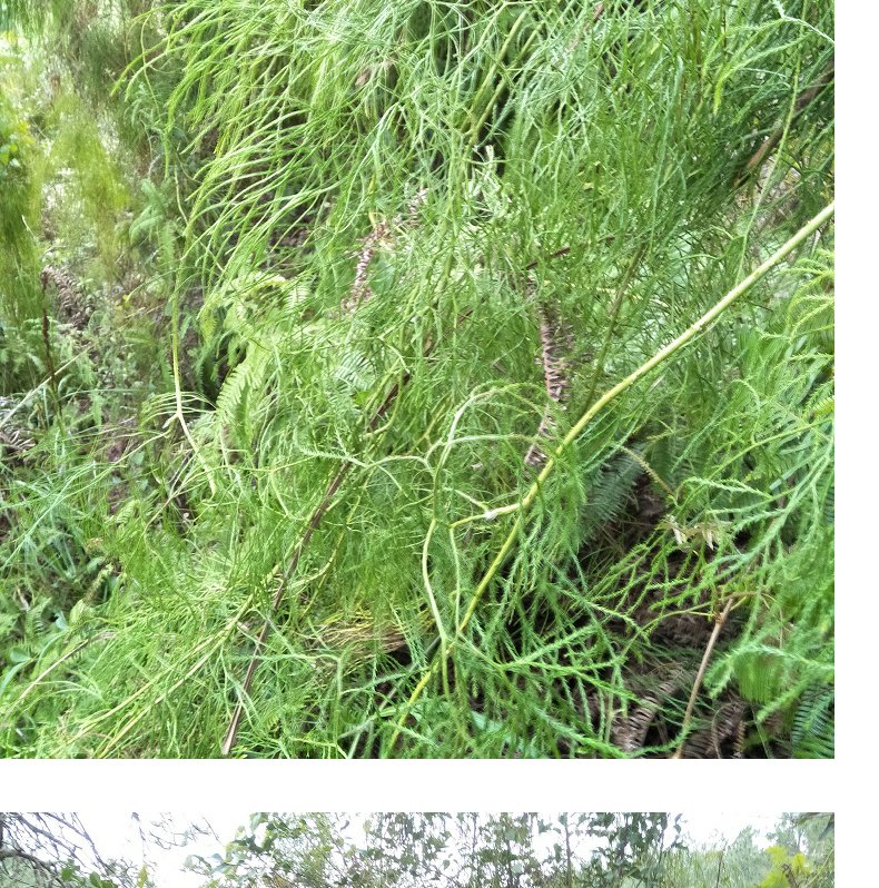 Fresh Wild Shu Fascia Vine Stone Pine Standing Fascia Pebble Pine Fascia Rattan Mati Stretched 500