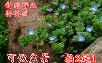 Wild fresh mother-in-law Na now dig dog egg grass 500g seed grass stone nail double copper hammer double kidney grass mulberry kidney