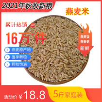 In the autumn of 2021 the new oat rice Dam on the oat kernel cooking rice and porridge in the farmhouse Mengyan grain naked oats 5kg